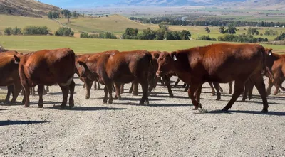 cattle listing photo
