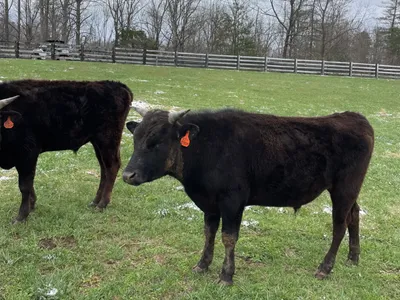 cattle listing photo