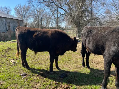 cattle listing photo