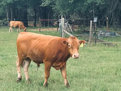 cattle listing photo